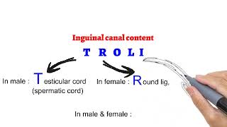 inguinal canal boundaries and contents made easy mnemonic usmle [upl. by Anatole906]