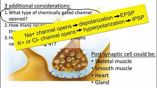 EPSP IPSP Summation [upl. by Anrehs2]