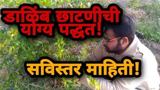 डाळिंब छाटणीसविस्तर माहितीएकदा बघाचं Pomegranate Pruning cutting detailed explanation [upl. by Hitchcock]