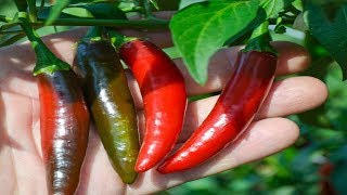 ⟹ Serrano Chili Hot Pepper Capsicum annuum [upl. by Llorrac]