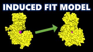 Enzymes Biology class 11  Induced Fit Model of Enzyme  Hexokinase Induced Fit [upl. by Namra]