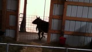 Miniature Donkeys Braying for Hay [upl. by Acissev443]