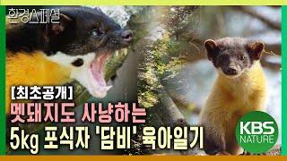 최초공개 멧돼지도 사냥하는 5kg 귀여운 포식자 담비의 육아일기 히든트랙 1부 숲이 말하길  KBS 20231214 방송 [upl. by Culliton]