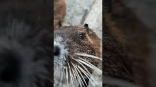 Nutria Myocastor coypus on the river Ljubljanica [upl. by Harrington]