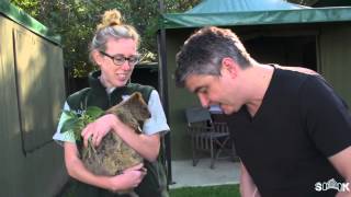 How to make a Raw Salad with Quokkas from Taronga Zoo  Sydney Harbour Kitchen [upl. by Kamat540]