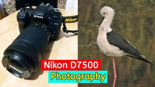 Nikon D7500 DSLR Camera Photography 18mm140mm LensNikon D7500 DSLR Camera Review4K Video Test [upl. by Ennaer]