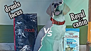 royal canin vs drools focus which my labrador puppy likes the most lets see royal canin vs drools [upl. by Ahselrac]