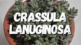 Crassula Lanuginosa Um Guia Desta Suculenta [upl. by Oicatsana]