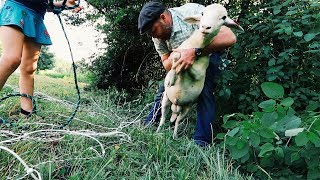 Watch this before you buy Premier 1 PermaNet Electric Fence for Sheep chickens or Goats [upl. by Gretel377]