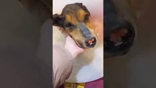 Recovery from abuse dog wags tail as he loves his foster [upl. by Chemush]