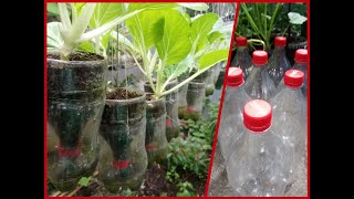 How to Make Self Watering Plastic Bottle for Any Plants [upl. by Skelly]