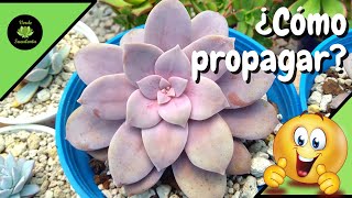 Tu Graptopetalum superbum de manera práctica y sencilla [upl. by Kathy]