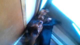 Dachshunds go crazy to chase a squirrel [upl. by Cleopatre]