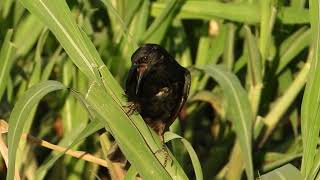 Unicolored blackbird Agelasticus atroolivaceus Carretão [upl. by Latta804]