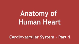 Anatomy of human heart Cardiovascular System Part 1 ENGLISH  Dr Shikha Parmar [upl. by Hullda]