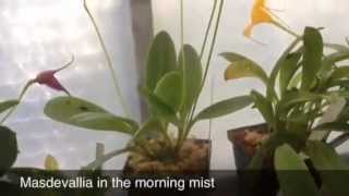 Orchid care growing Masdevallia Orchids In Greenhouse [upl. by Burack473]