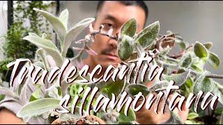 Tradescantia Sillamontana Care Tips and Propagation  WITH UPDATES [upl. by Demetria275]