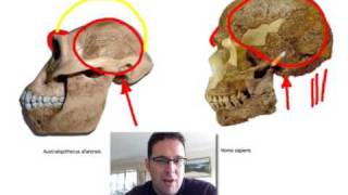 Skullcast comparison of hominin skulls [upl. by Gustaf]