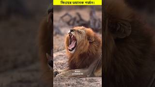 সিংহের আসল ডাক। 😳 shorts lion eagle roar [upl. by Demetre974]