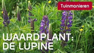 De Lupine  Lente  Tuinmanieren [upl. by Pike360]