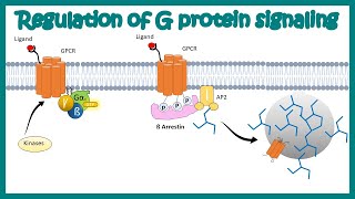 Desensitization of GPCR Regulation of G protein signaling by beta arrestin  Regulation by GRKs [upl. by Otipaga]