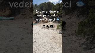 Cinghiali in spiaggia 😱pov funnyshorts funnyanimals sardegna travel animals [upl. by Sweatt]