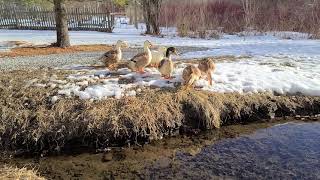 The Silver Appleyard Ducks of Three Bird Farm Take Flight [upl. by Leah615]