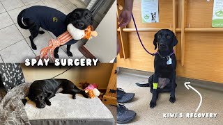 GETTING MY SPRINGADOR FIXED  Kiwis Spay Surgery and Recovery [upl. by Eitra799]