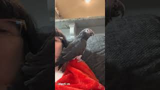 Merlin african grey timneh parrot up close and personal [upl. by Iman]