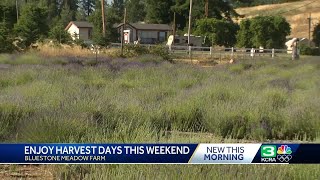 Wander the lavender fields at this El Dorado County farm [upl. by Assetan]