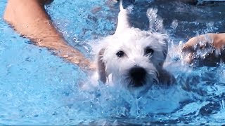 Milo  the Schnoodle puppy  learns to swim  3 month old [upl. by Eluj]