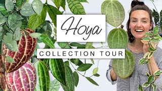 Hoya Collection Tour 💚 Rare Hoya House Plant Tour [upl. by Adigirb]