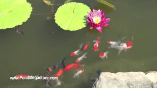 Fancy Goldfish for Water Gardens and Ponds Orandas Telescopes fantails pond fish [upl. by Walliw]