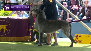 Scottish Deerhounds  Breed Judging 2023 [upl. by Allisirp]