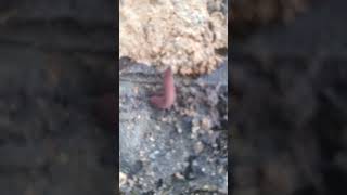 Velvet Worm in Jamaica [upl. by Sophy298]