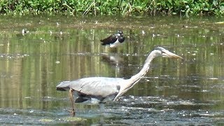 Attenborough Nature Reserve Walk June 2018 [upl. by Ettezus621]