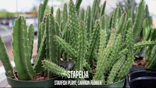 Stapelia the Starfish Plant and Carrion Flower [upl. by Nitsu547]