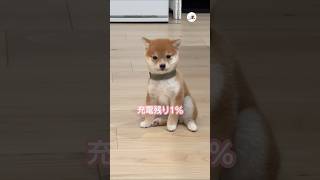 子犬の電池が切れる瞬間｜PECO 子柴 柴犬 子犬 子犬のいる暮らし shiba shibainu shibainulove puppy puppylife puppylove [upl. by Yenetruoc956]