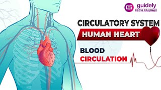 CIRCULATORY SYSTEM  HUMAN HEART  Cardiovascular System  Blood Circulation in Human Body [upl. by Aicirtak]