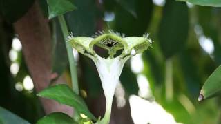 Ceropegia sandersonii Parachute Plant [upl. by Boote]