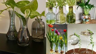 most beautiful water plants ideas house decor ideas water plants decor ideas [upl. by Dnalerb]