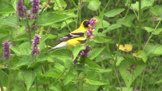 Goldfinches and Hummingbirds [upl. by Swinton329]