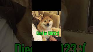 Famous Dog Memes Then Vs Now memes meme dogmemes [upl. by Eissak]