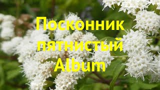 Посконник пятнистый Альбум Краткий обзор описание характеристик eupatorium maculatum Album [upl. by Aikmat377]