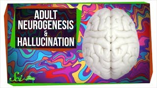 People Grow Brain Cells Well Into Their 80s  SciShow News [upl. by Yoo]