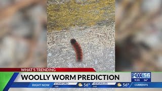 Unpacking the legend of the woolly worm What do they say about Kentuckys winter this year [upl. by Russi]