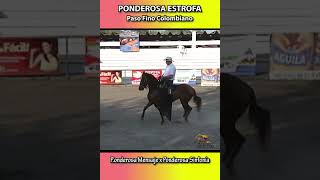 PONDEROSA ESTROFACARTAGENA 2011 pasofino shortsvideo horse equitacion caballosdepaso [upl. by Guimond]