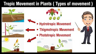 Tropic movement in plants  hydrotropism  chemotropism  phorotropism  geotropism in Hindi [upl. by Notecnirp]