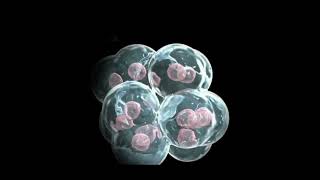 Does stem cell therapy work [upl. by Henrik496]