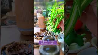 Propagate spider Plants tips plants indoorgardens shorts shortvideo usa short viralvideo [upl. by Leirbma]